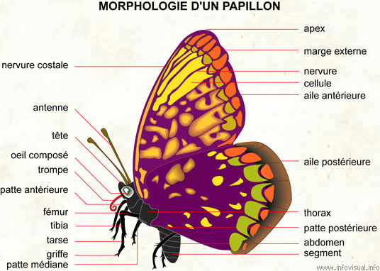 Papillon (Dictionnaire Visuel)